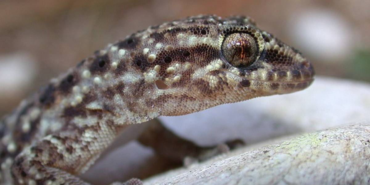 German Gecko New Research Explores Oldest European Gecko - Sam Houston State University