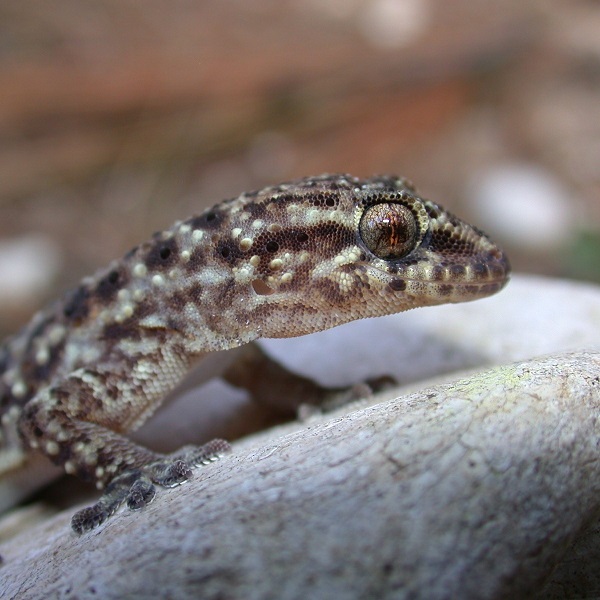 New Research Explores Oldest European Gecko - Sam Houston State University